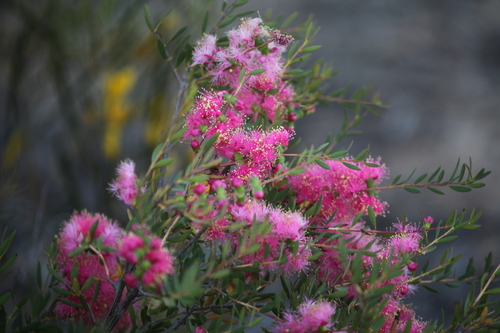 Melaleuca fulgens