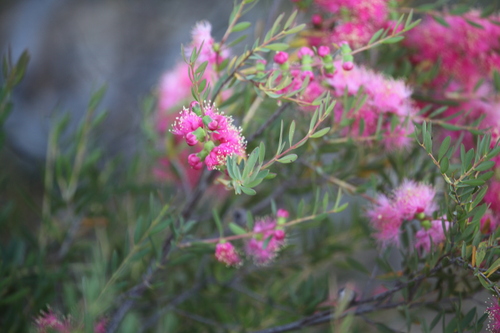 Melaleuca fulgens, photograph 1