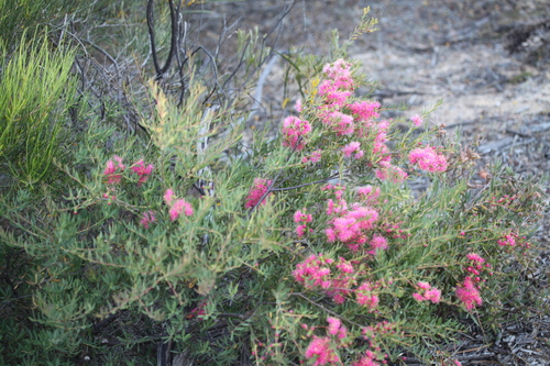 Melaleuca fulgens, photograph 2
