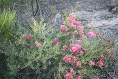 Melaleuca fulgens, photograph author not stated, no rights reserved
