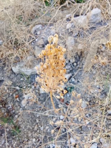 Small Yellow Onion