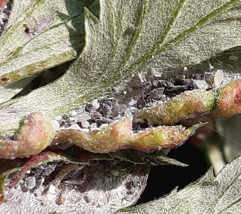 Mugwort Gall Aphid