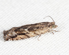 Pseudexentera haracana