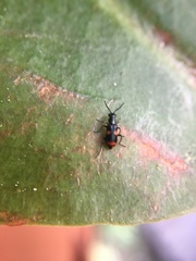 Anthocomus fasciatus