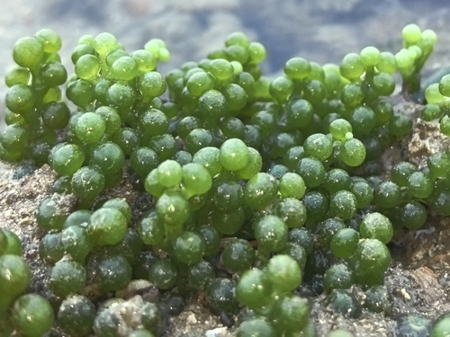 Caulerpa lentillifera observed 2026-08-15