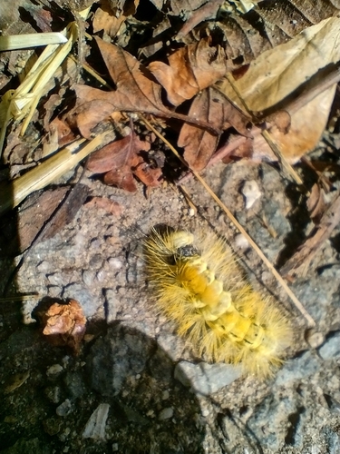 Pale Tussock Moth