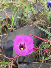 Clarkia arcuata