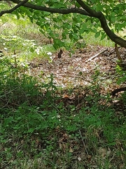 Sciurus vulgaris