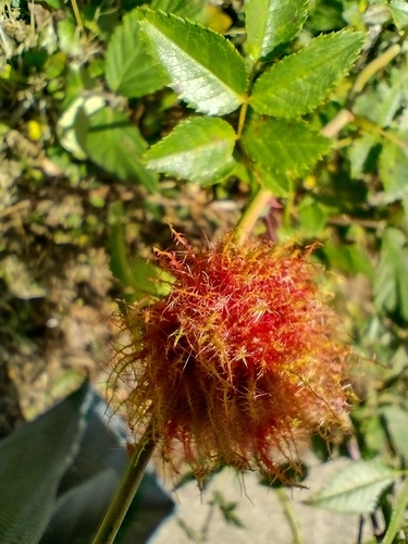 Mossy Rose Gall Wasp
