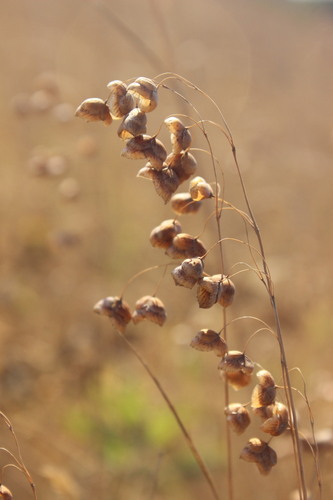 Greater Quaking Grass