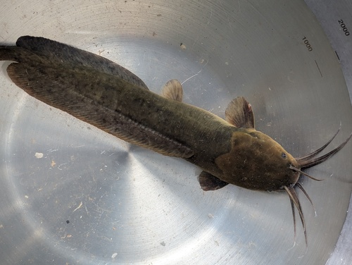 Whitespotted Clarias