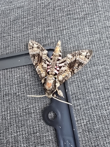 Pink-spotted Hawkmoth