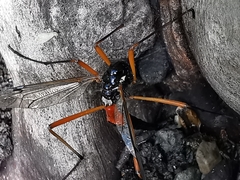 Tanyptera atrata