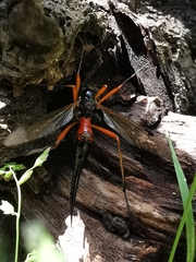 Tanyptera atrata