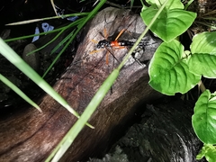 Tanyptera atrata