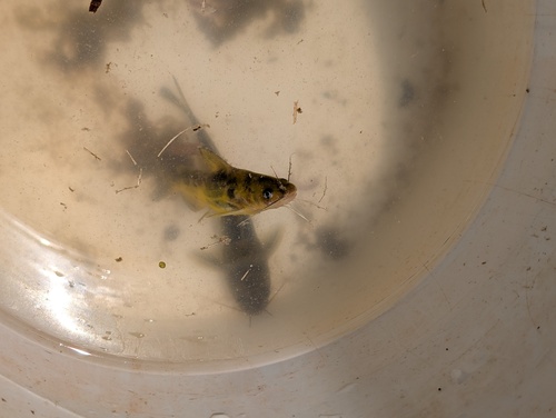 Korean Bullhead
