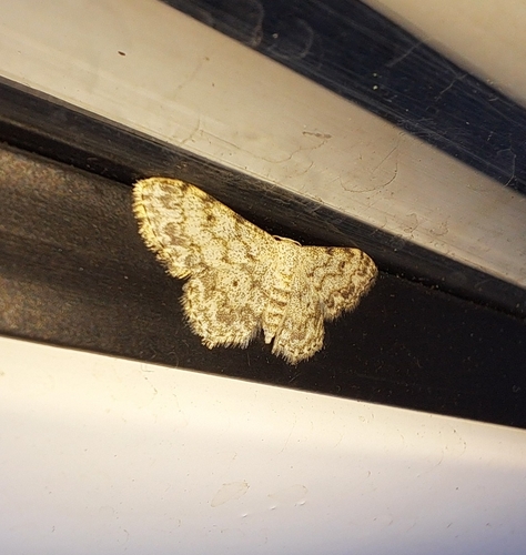 Idaea camparia