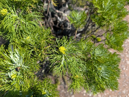 Hymenolepis crithmifolia, photograph 2
