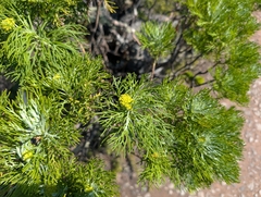 Hymenolepis crithmifolia, photograph (c) Jessica Utrup, some rights reserved (CC BY)