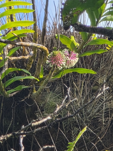 Dendrobium smillieae, photograph 4