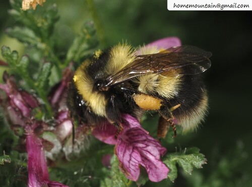 Lanzhou Bumble Bee