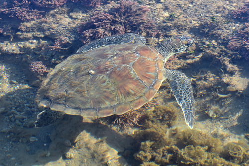 Green Sea Turtle