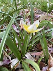 Tulipa urumiensis