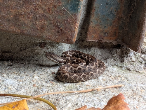 Lataste's viper