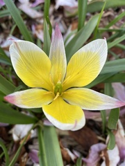 Tulipa urumiensis