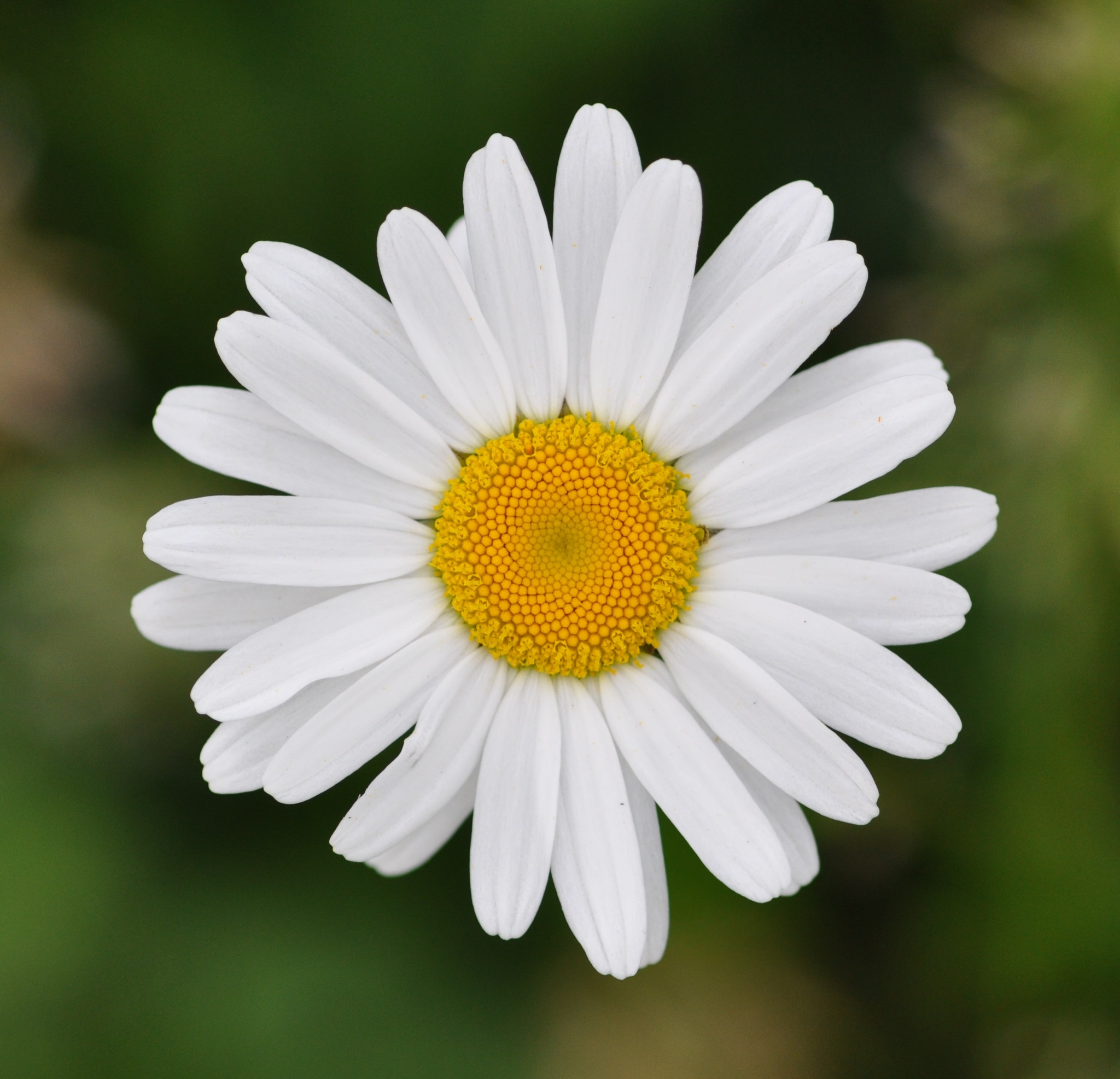 Leucanthemum