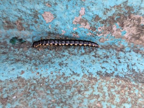 Orthomorphella pekuensis