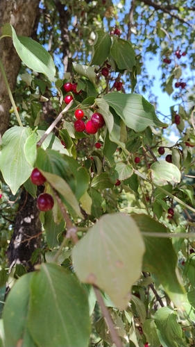 Cornelian cherry
