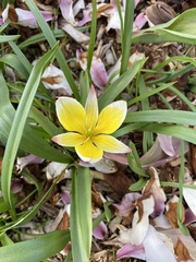 Tulipa urumiensis
