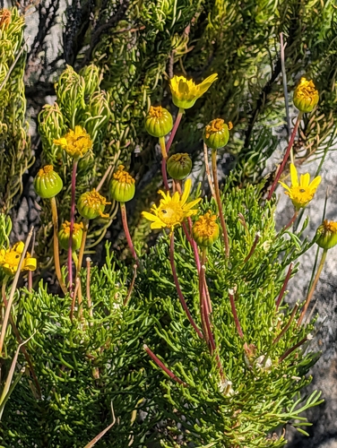 Euryops abrotanifolius, photograph 2