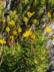 Euryops abrotanifolius, photograph (c) Jessica Utrup, some rights reserved (CC BY)