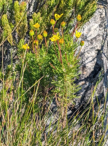 Euryops abrotanifolius, photograph 3