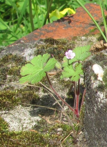 Geranium rotundifolium, photograph 5