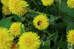 Taraxacum officinale
