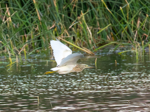 iNaturalist: (c) Сергей Красноперов, some rights reserved (CC BY-NC), uploaded by Сергей Красноперов iNaturalist image