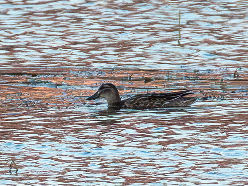 iNaturalist image