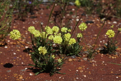 Cephalipterum drummondii