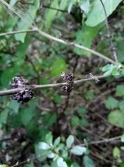 Coprosma ×cunninghamii