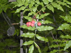 Sorbus sambucifolia
