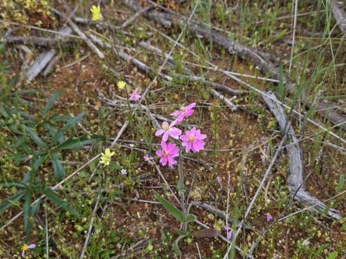 Schoenia cassiniana, photograph 4