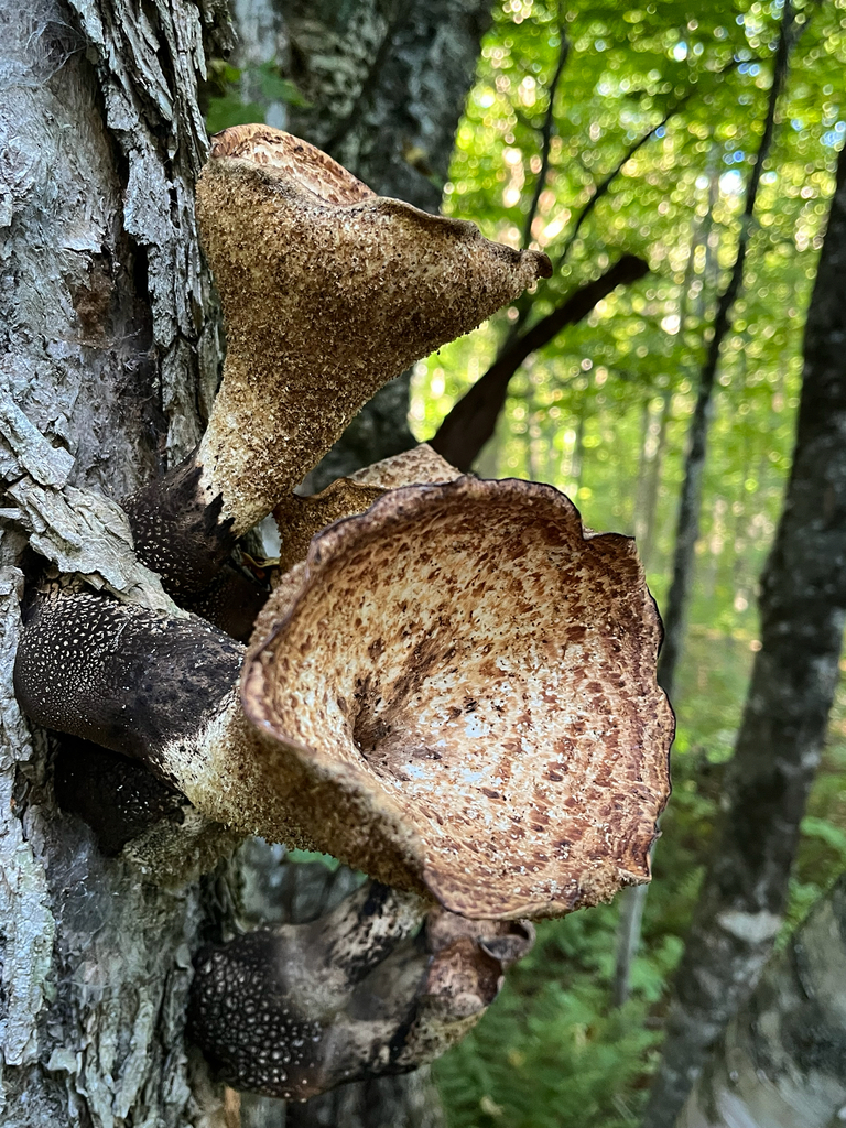 Dryad's Saddle · September 2026 · photo: Photo: (c) atchalmers, some rights reserved (CC BY) · iNaturalist