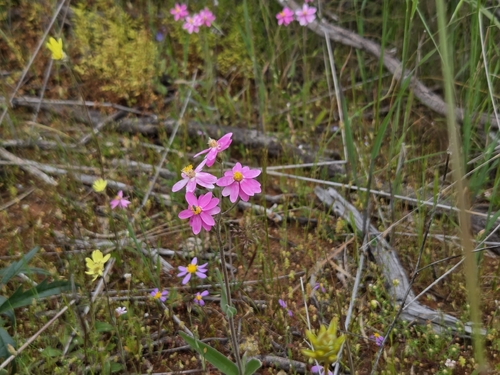 Schoenia cassiniana, photograph 5