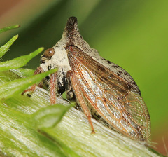 Tsunozemia paradoxa