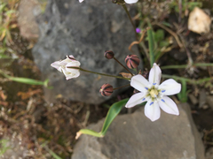 Triteleia lilacina