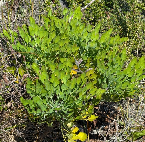 Notobubon galbanum, photograph 6