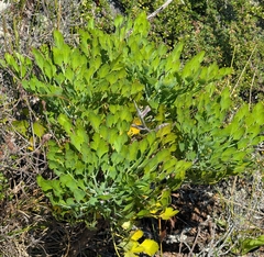 Notobubon galbanum, photograph (c) Jessica Utrup, some rights reserved (CC BY)